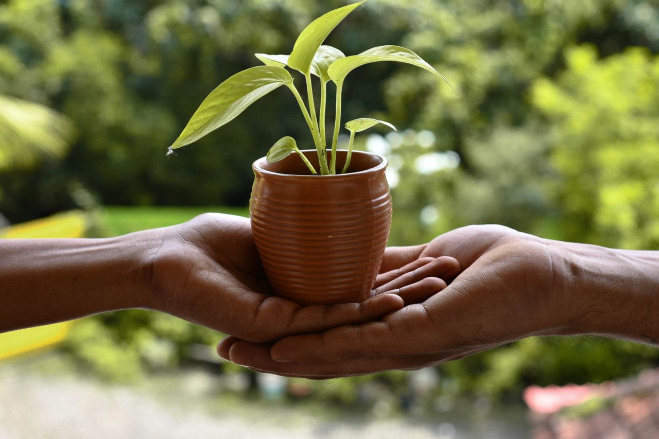 Close-up of hands holding a potted plant outdoors, symbolizing growth and care.